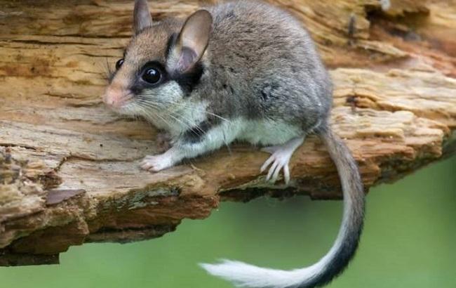 Топ-5 животных Украины на грани исчезновения