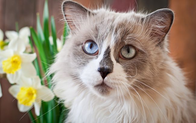 5 порід котів, створених для життя у приватному будинку