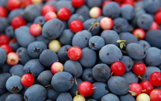 Украина увеличила экспорт клюквы и черники в 3,3 раза
