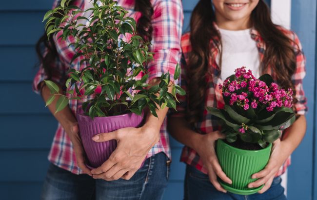 Эти ошибки в уходе за комнатными растениями делают большинство хозяек