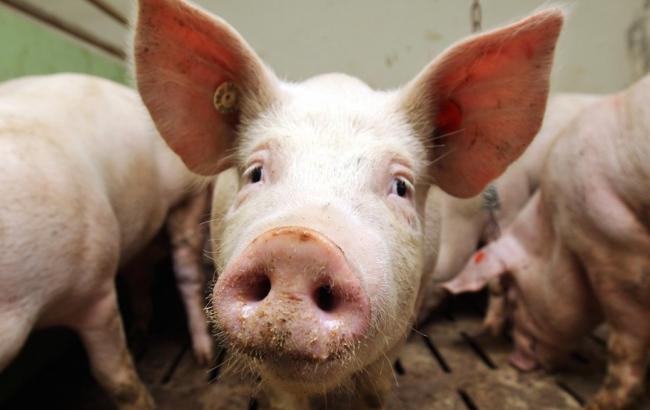 У Житомирській області зафіксовано спалах АЧС