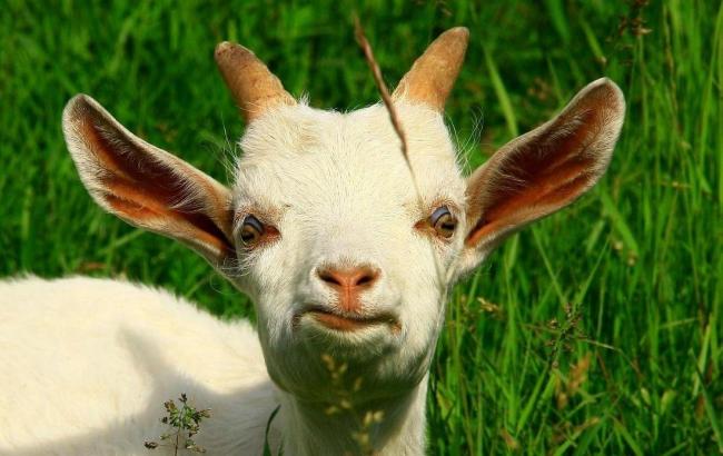 Восточный гороскоп-2016 для родившихся в год Козы