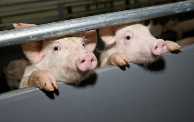 Вспышка АЧС зафиксирована в трех областях Украины