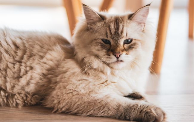 Имеют ли котики душу и попадают ли они в рай: ответ священника