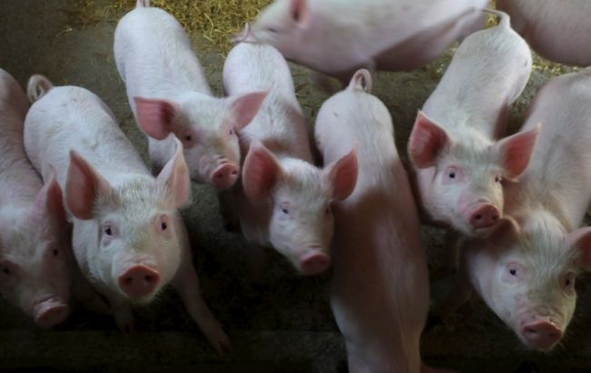 В трех областях Украины зафиксированы вспышки АЧС