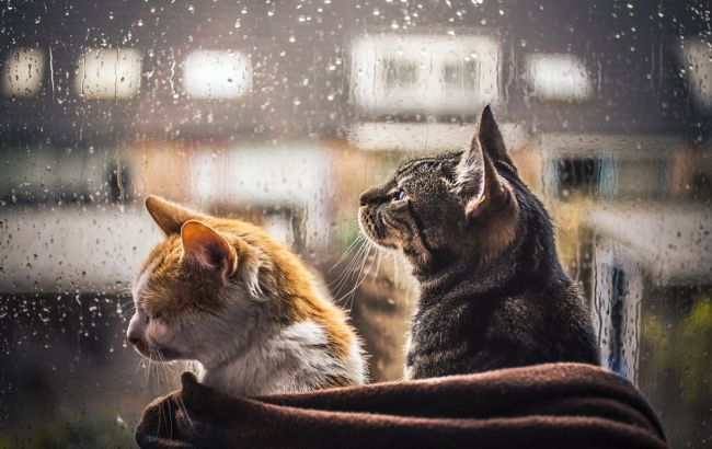 Погода на сегодня: в Украине преимущественно дожди, температура до +19