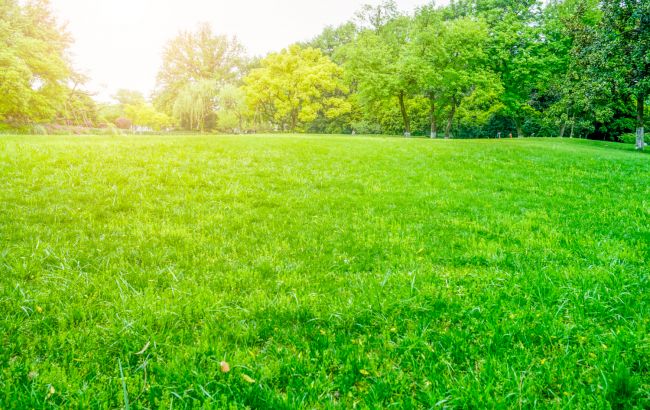 Соседи будут завидовать: раскрыт секрет идеально зеленого газона