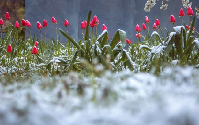 Синоптики предупреждают о заморозках в Украине 10-11 мая