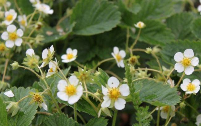 Чому полуниця цвіте, але потім немає ягід: названо причини