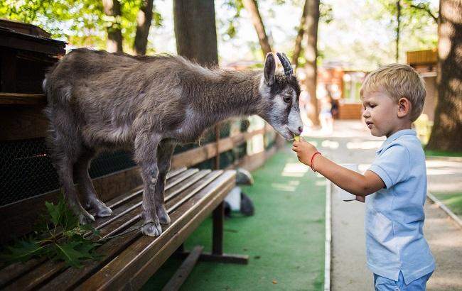 Лето в городе: где отдохнуть в Киеве всей семьей