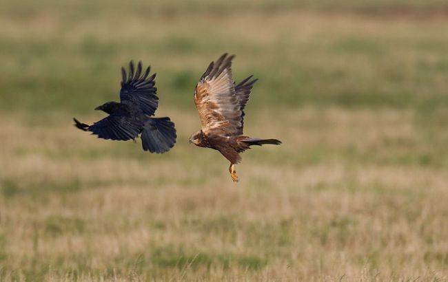 Численность животных на Земле с 1970 сократилась на 60%, - WWF
