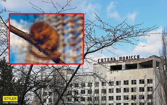 Чернобыльский лемур: самый редкий зверек попал на фото