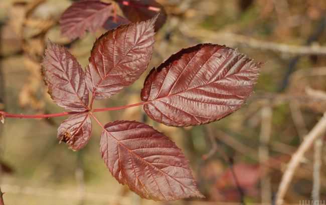 Гроза, ливень, но тепло до +24: прогноз погоды на сегодня