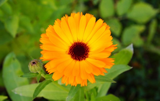 5 причин, чому на городі треба негайно посадити календулу