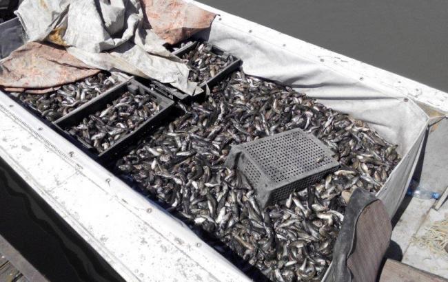 В Украине за первое полугодие 2015 на 30% увеличился вылов рыбы