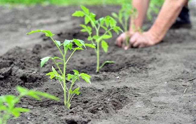 Коли висаджувати томати у травні: найкращі дати за Місячним календарем
