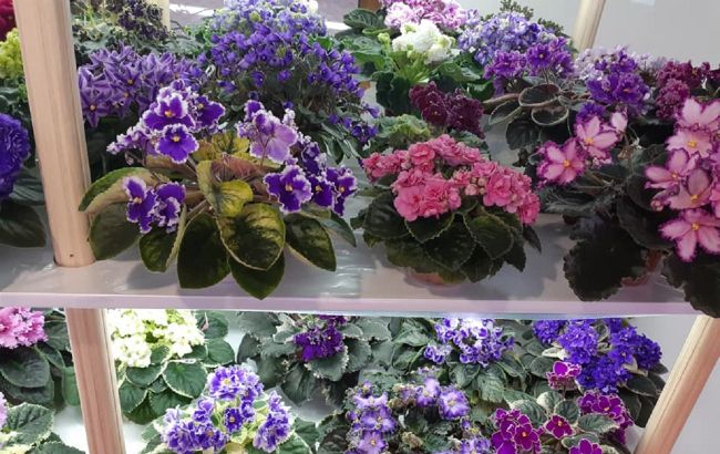 Правила розкішної фіалки: квіткарі розкрили секрети догляду