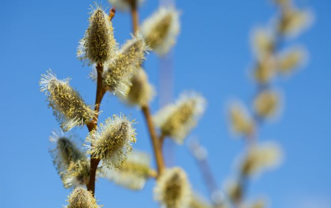 Вербна неділя 2025: що категорично не можна робити і важливі прикмети