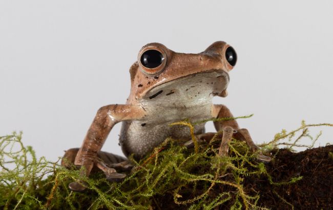 "З'їсти жабу": найлегший метод виконання будь-яких завдань, який використовують всі