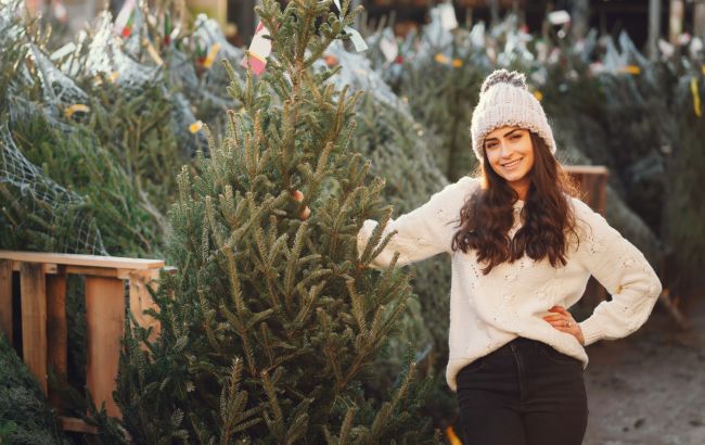 Скільки коштуватимуть ялинки в Києві: у КМДА назвали ціни 2025