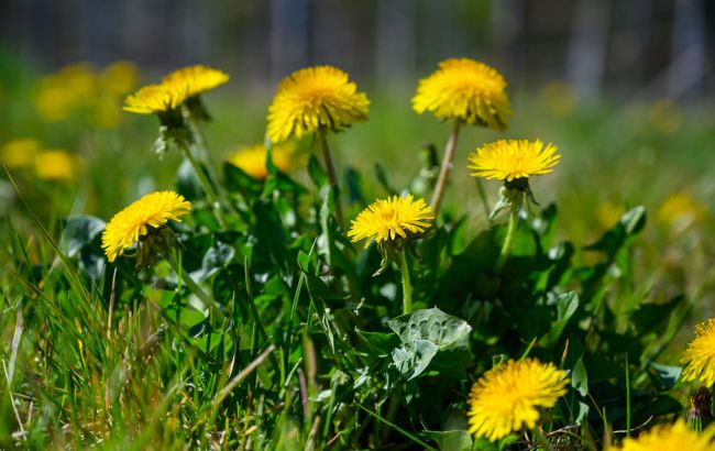 Забудете про це раз і назавжди: 3 способи швидко позбутися кульбаб без хімії