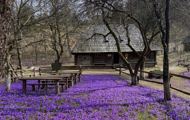 Галявини Закарпаття вкрилися тисячами крокусів: яскраві фото
