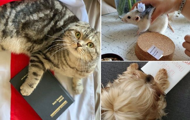 Если диктатор, то только такой:&nbsp;белорусы массово&nbsp;инаугурируют котов, собак и мышей (фото)