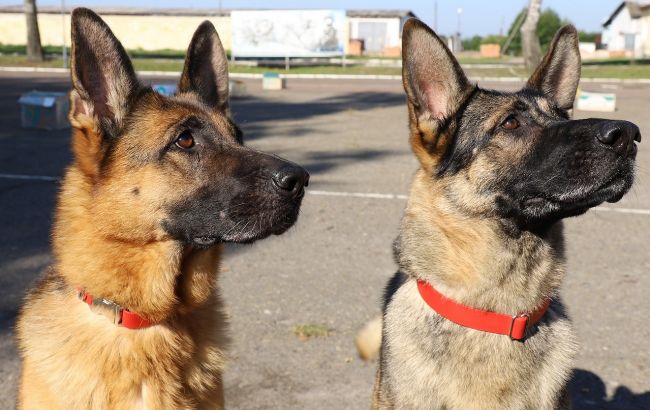 Зеленського будуть охороняти чотирилапі сек'юріті: як їх навчають (фото)