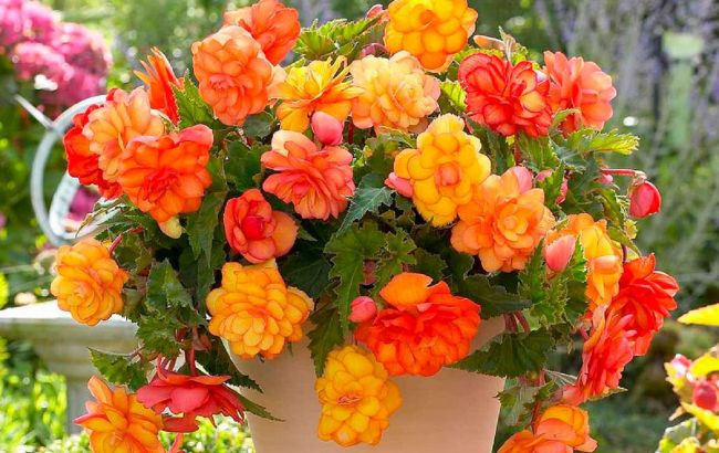 Эти комнатные растения принесут здоровье в ваш дом