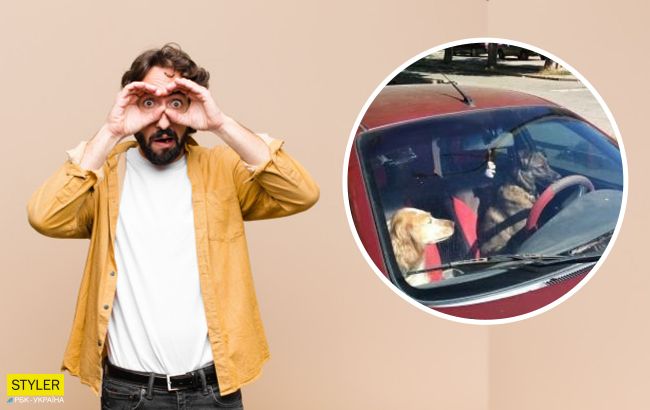 В Запорожье заметили парочку собак за рулем "Ланоса": смешное фото