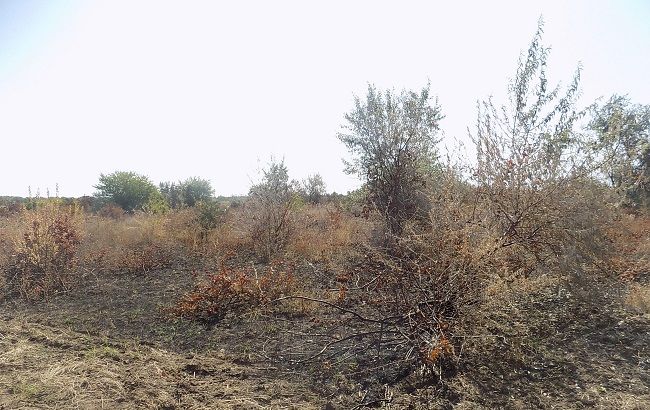 В Одесской области полиция проводит проверку по факту возгорания виноградников