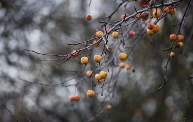 Завтра в Украине ожидаются дожди и туманы, температура опуститься до -3