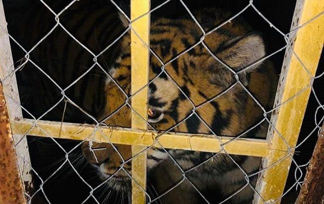 В Киеве нашли шесть брошенных тигров: хозяин оставил умирать (фото)