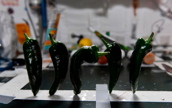 Лучший тако в космосе: На МКС приготовили еду из выращенного на орбите перца