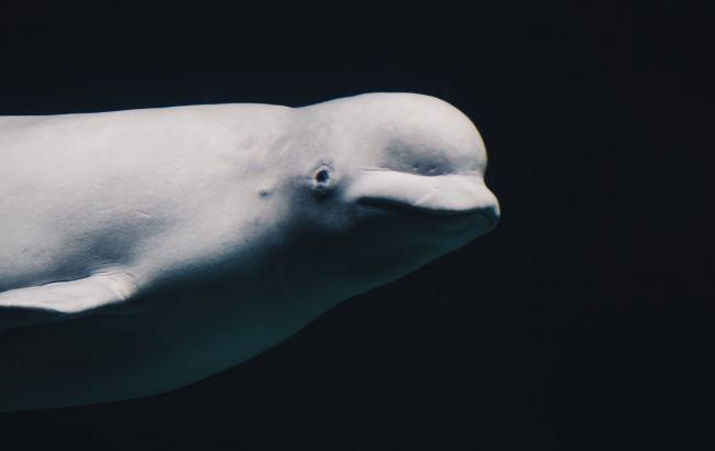 Искусственный интеллект используют для сохранения исчезающих видов животных