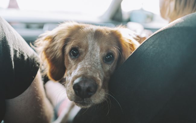 Виїзд за кордон з домашніми улюбленцями: головні правила для власників тварин