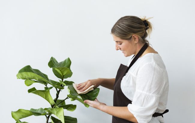 Чим протирати листя кімнатних рослин для блиску: названо копійчаний засіб