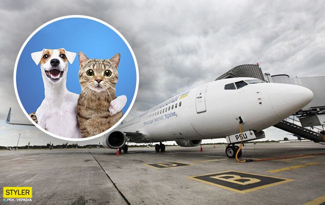 МАУ приготовила для своих пассажиров приятный сюрприз: о чем речь