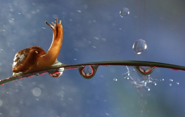 Погода на завтра: на заході і півночі України дощі, температура до +35