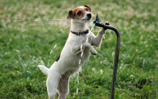 Погода на сьогодні: в Україні без опадів, температура до +37