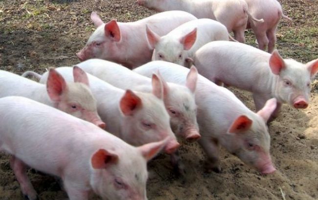 В пяти областях Украины зарегистрированы случаи АЧС