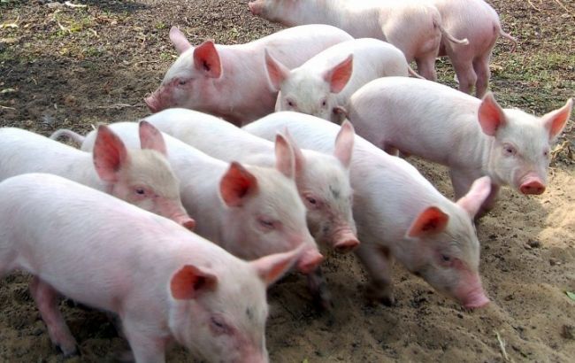 Держпродспоживслужба зафіксувала АЧС в Херсонській та Миколаївській областях