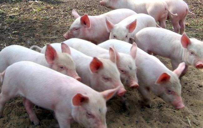 В Хмельницкой области зафиксирован случай АЧС