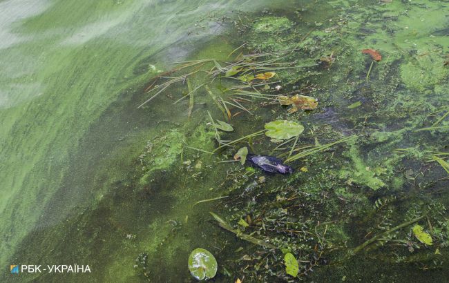 В Киеве Днепр покрывается зеленью: эколог рассказал, опасно ли это