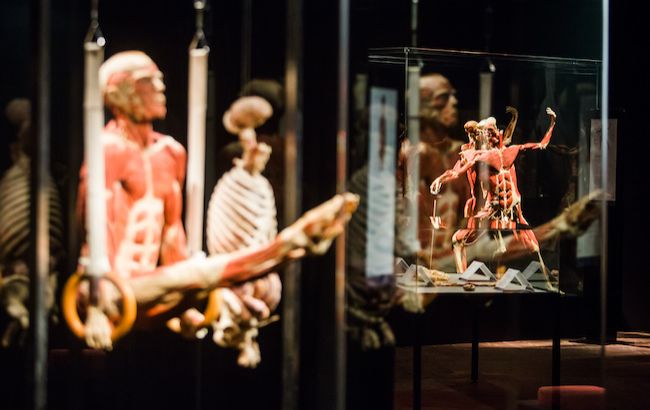 7 причин посетить выставку Body Worlds &mdash; "Вселенная тела"