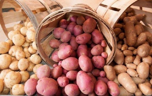 Чи справді біла картопля шкідливіша за фіолетову? Вчені розкривають несподівану правду