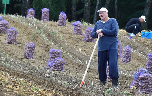 Дефіцит картоплі у Білорусі: Лукашенко скаржиться, а Путін не вірить