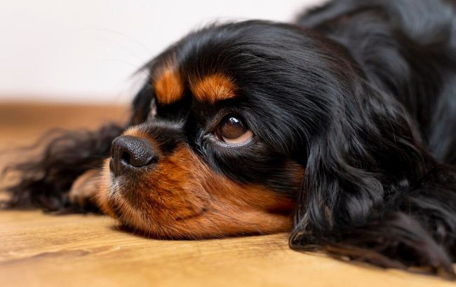 Що "говорить" ваш пес? Як зрозуміти собаку за хвостом, вухами та поглядом