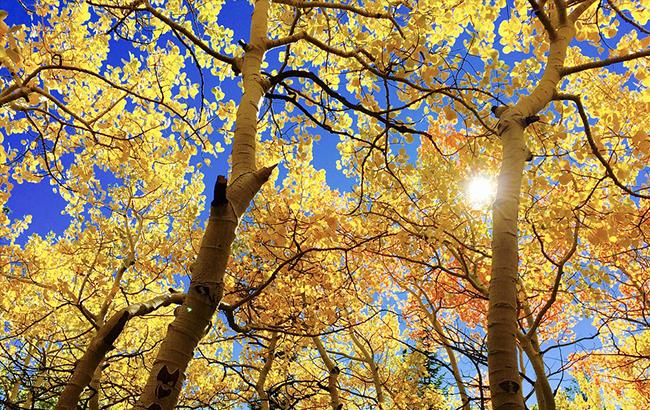 Погода на сегодня: в Украине преимущественно без осадков, температура до +18