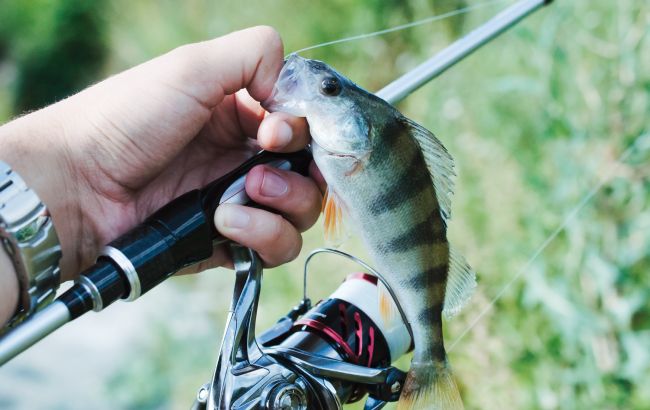 Риболовля в серпні: яку рибу можна і не можна ловити в Україні